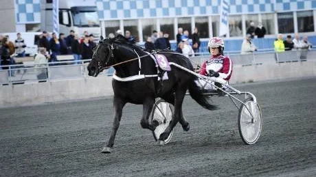 TOG ÖVER. När Real de Rabut och Jan Norberg galopperade på upploppet kunde Conrads Epilog med Caroline Åkerlund i sulkyn tacka och ta emot. Ekipaget tog hem segern i V65-6.