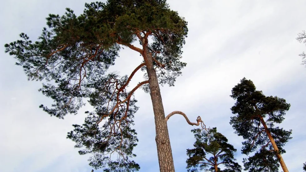 Tallar. Utgör en stor del av Gotlands skog.