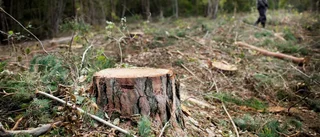 En tredjedel av öns skog kan inte brukas