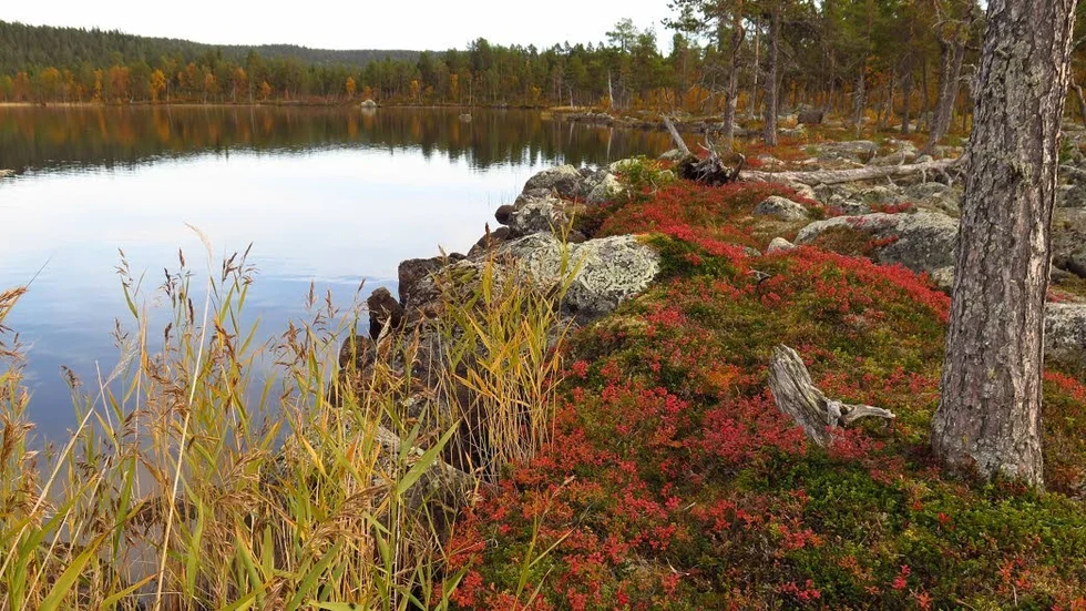 Unik tallskog. Bassegielas, som inlösts av Arjeplogs Allmänning, har en unik tallurskog som nu skyddas till glädje för den biologiska mångfalden.
