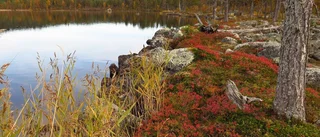 Stora naturvärden skyddas i Norrbotten