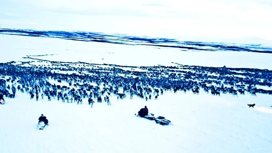Laevas sameby har hela renhjorden i Norge, långt från vinterbeteslandet.