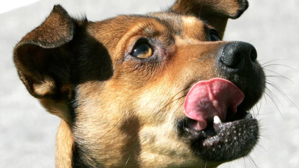 Hunden på bilden har ingenting med artikeln att göra. Arkivbild.