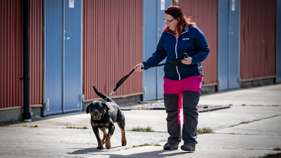 Maria Björn tar ut rottweilern Plusha på ett avskilt område utanför Kristianstad där tre ukrainska hundar hålls isolerade i väntan på provsvar.– Det har varit mycket väntan och mycket bilresor i trånga burar för dem. Det har varit svält, de var hungriga, törstiga och väldigt magra när de kom, berättar hon.
