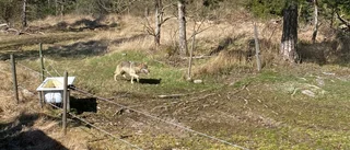 BILDEN: Här springer vargen förbi – bara 15 meter från Stefan: "Jag tror inte att man behöver vara rädd"