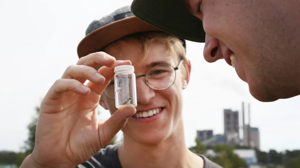 Hampus Jarhede och Oskar Lövbom med solitärbin i Slite.