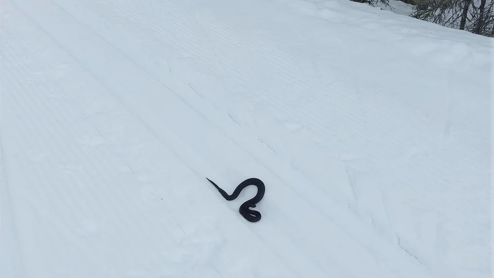 Den som ger sig ut i spåren på ormberget just nu kan ha turen, eller kanske oturen, att stöta på en huggorm. Flera åkare har fått kliva ur spåret för att inte köra på den.