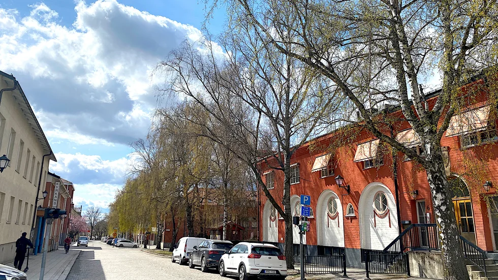 Björkarna längs Västra Ringgatan ska sågas ned. Deras rotsystem förstör marken och de har blivit för stora.