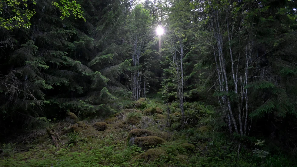 Vi måste skydda de fragment av gammelskog som ännu finns kvar och vi måste medverka till att återförvilda områden där naturen lämnas i fred och där träden får växa sig riktigt gamla, skriver Nicklas Adamsson, gruppledare för Miljöpartiet de gröna i Katrineholm.