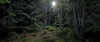 Vi måste skydda gammelskogen som finns kvar