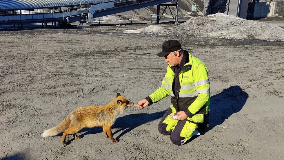 Räven kallas för Kompis eller Min kompis och är en omtyckt besökare.