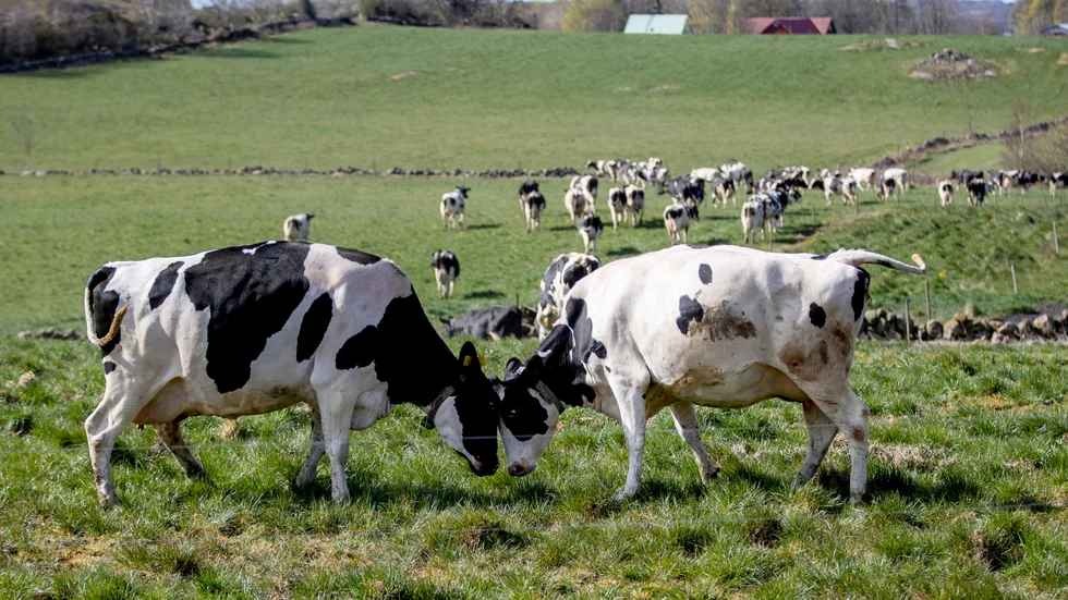 Arla förlorade kampen mot KO. Arkivbild.