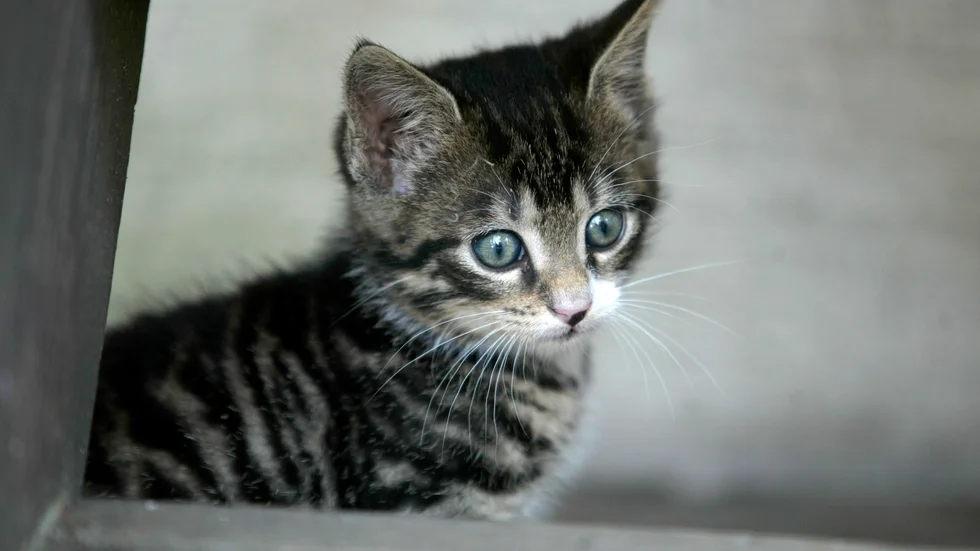 Kattunge. (Arkivbild)