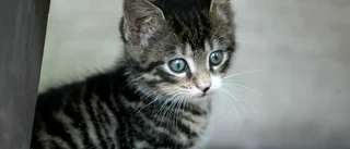 Kattunge hittades övergiven efter polisingripande