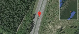 Älg på vägen på E4