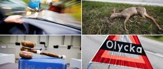 Körde på rådjur utan att anmäla till polisen • Hävdar att det kunde varit ”en stor räv” • Döms för jaktbrott