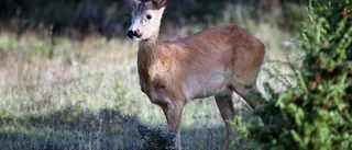 Rådjursfrågan: Hur lockar man nya jägare?