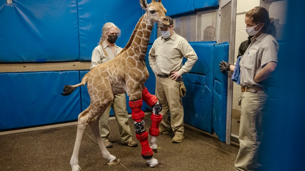 Giraffen Msituni föddes med missbildade framben, men kan nu gå tack vare specialbyggda stödskenor. Bild från den 10 februari, när giraffen var 9 dagar gammal.