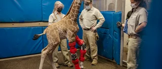 Giraffkalv lärde sig gå med ny teknik