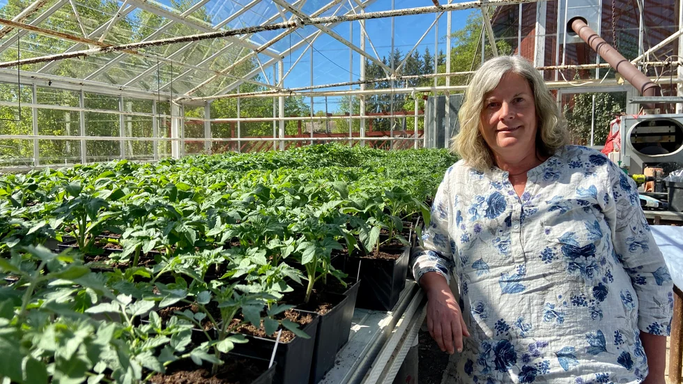 Nästa vecka är det premiär för Marie Redner och sambon Henrik Strömbergs plantskola. 2 000 tomatplantor har drivits upp till försäljning.