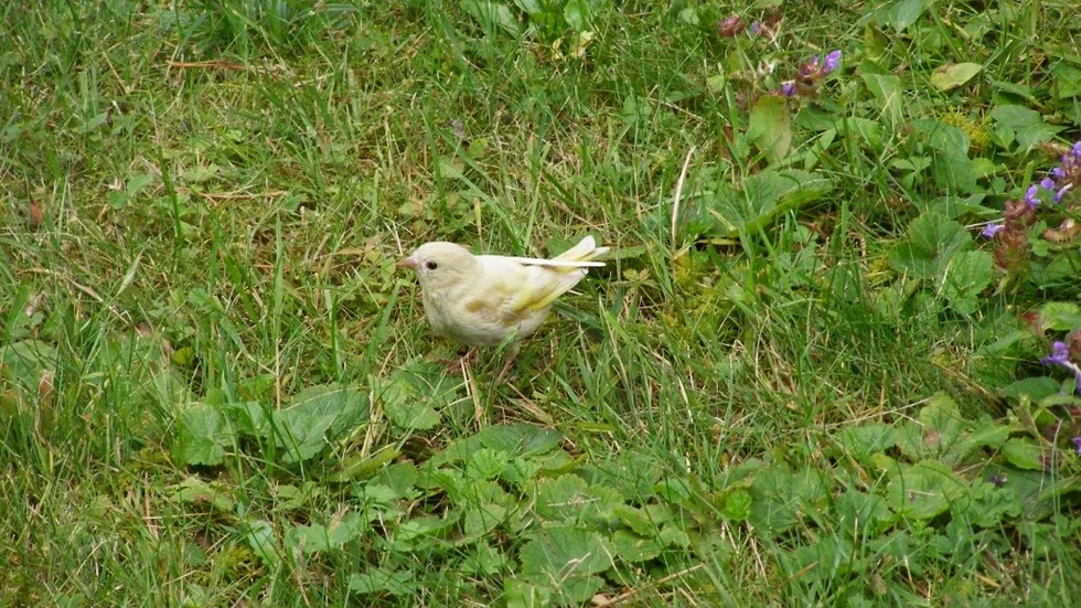 En ovanlig fågel, kanske albino, besöker Pia Ljungs trädgård i Hamngården i När.