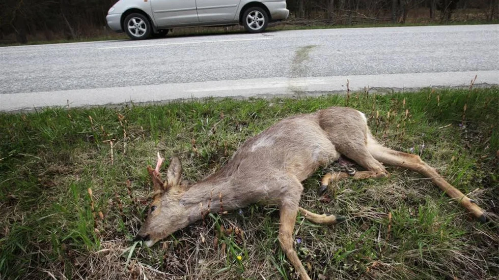 Vanlig syn. Hittills i år har över 50 rådjur varit inblandade i trafikolyckor på de gotländska vägarna.