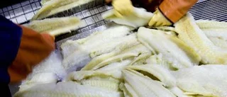 Fisken borde förädlas på ön