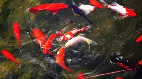 Fiskdamm. Vatten i trädgården är både livgivande och rofyllt. Djupet varierar till förmån för såväl fiskar som olika sorters växter.foto: joel nilsson