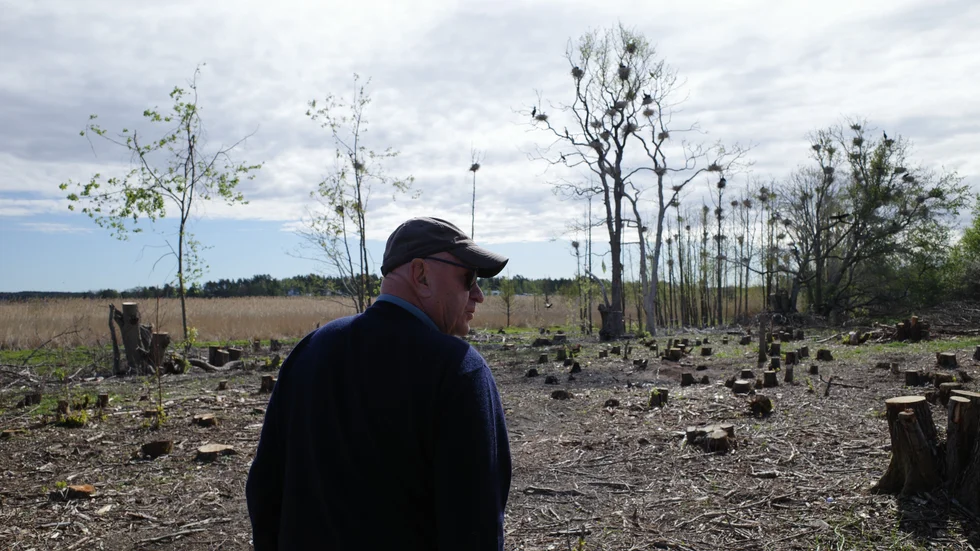 Trosa golfklubb har ansökt om skyddsjakt på 500 skarvar vilket länsstyrelsen nu beviljat.