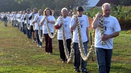 Världsrekord. 2005 flätades världens längsta vitlöksfläta på Solberga gård på Öland. foto: Maths Bogren
