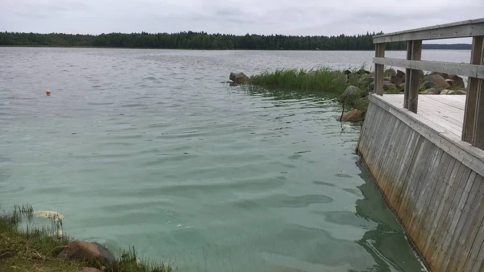 Kalixviken. Här är bilden på algblomningen i Kalixviken.