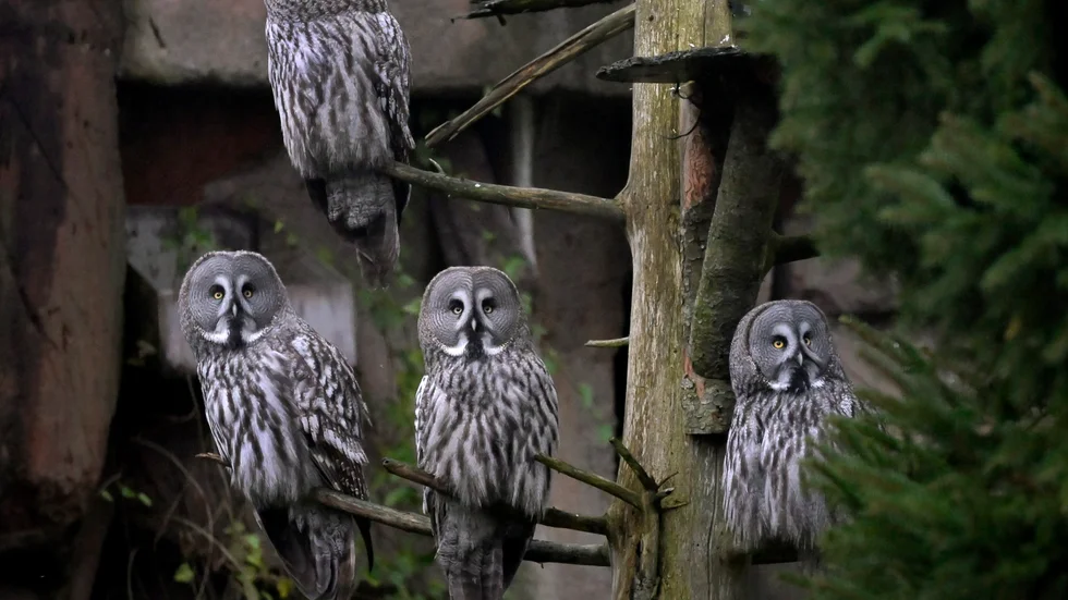 Två lappugglor har flytt sin inhägnad på Skansen. Arkivbild.