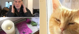 Hundratals Gnestabor sörjer goskatten Figge – stans maskot i 14 år ✓Ägaren Kalle: "Alla kände honom"