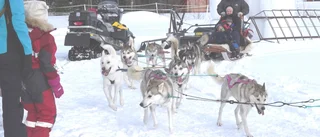 Ukrainska familjer provade hundspann i sträng kyla