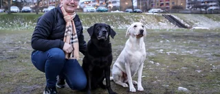 Lista: Här är de tio vanligaste hundraserna och hundnamnen i Motala/Vadstena  ▪ Finns "din" hund med?"  