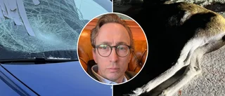Flygplatschefen krockade med älg • Berättar om sekunderna när allt stod stilla: "Hann tänka att nu dör jag"