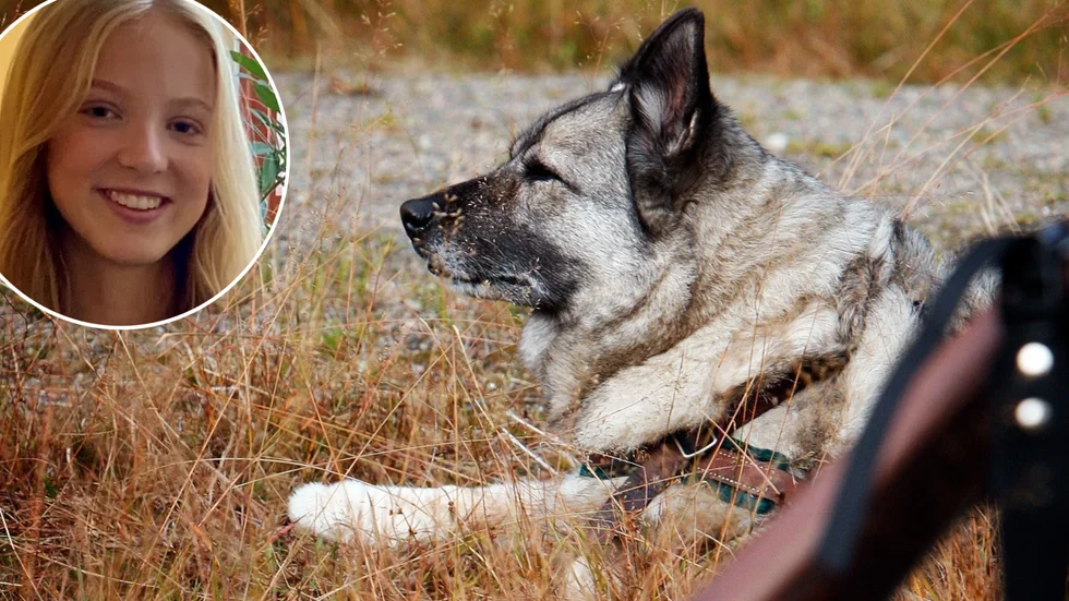 Nemi Singemo har skrivit en vacker och sorglig novell som handlar om en gammal man och hans älskade hund. 