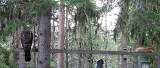 Rovfågelbesök vid fågelbord