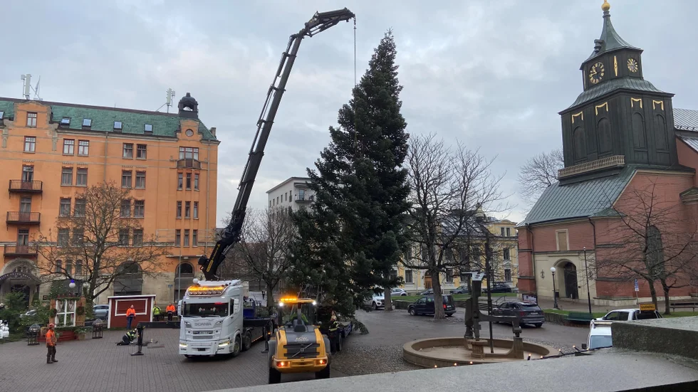 Granen från Åby på väg att lyftas på plats på Tyska torget.
