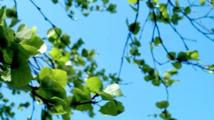 PROBLEM. Pollenallergikerna har haft några tuffa veckor då björken blommat.
