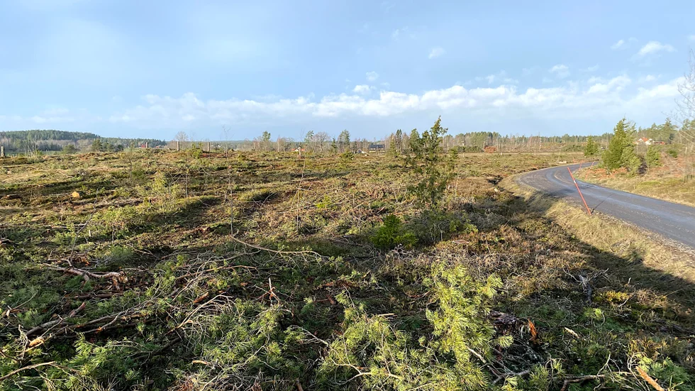 I Södersjö utanför Lofta ska företaget Universalkraft Nordic bygga en stor solcellspark. Förberedelserna är redan igång och skogen har nyss tagits ner.