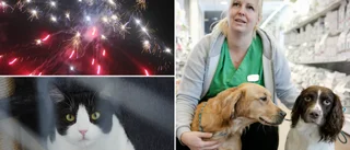 Uppmaningen inför nyårsfirandet: ”Sätt husdjuren i första rummet” • Tipsen till hundägare