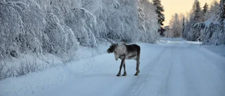 Trafikverkets varning: Renar efter E10 söder om Kiruna