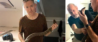 Gotlänningen lyckades fånga Skansen-ormen – Kalle hämtades med taxi för specialuppdraget • ”Jag tog den med ett nackgrepp”