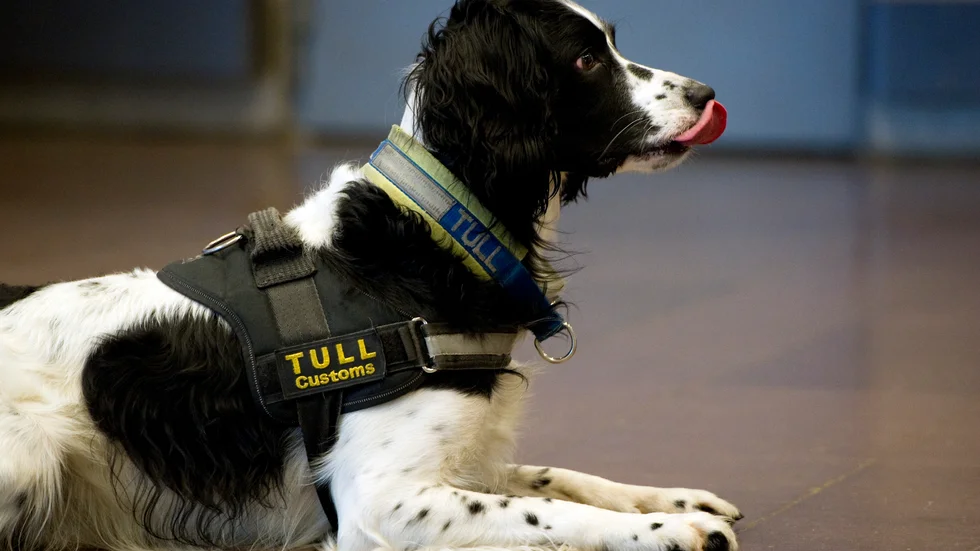 En svensk tullhund på Arlanda. Arkivbild från 2012.