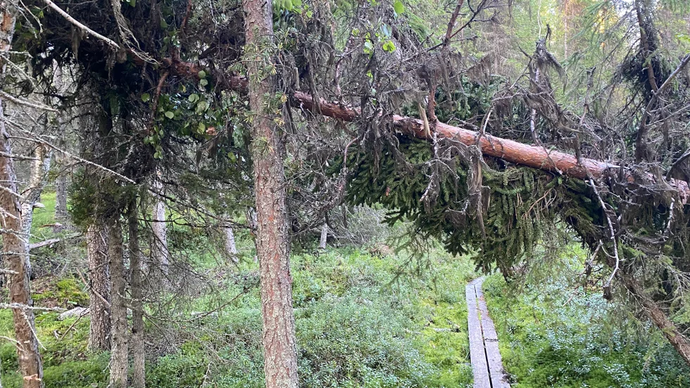 Storm-felled tree in nature reserve