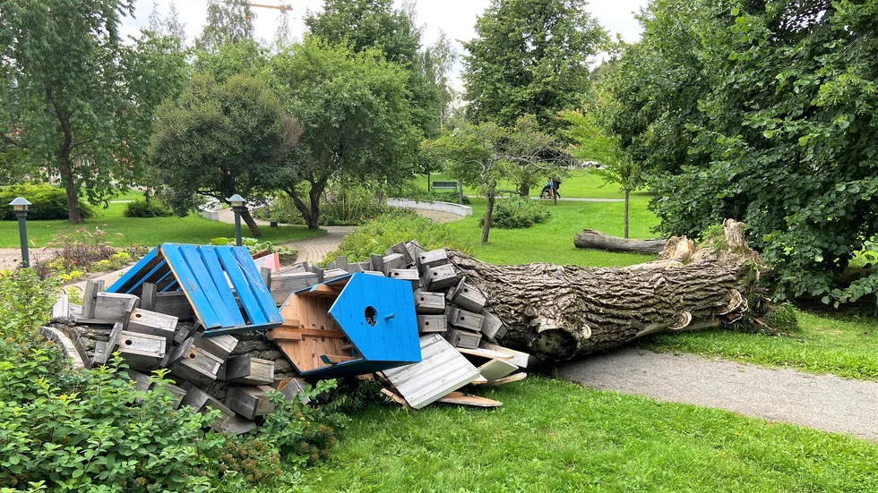 Den enorma poppelstammen som fungerat som ett holkhotell brakade i backen i helgen. Parkavdelningen trodde inte att stammen var i så dåligt skick och förhoppningen var att den skulle stå ett bra tag till.