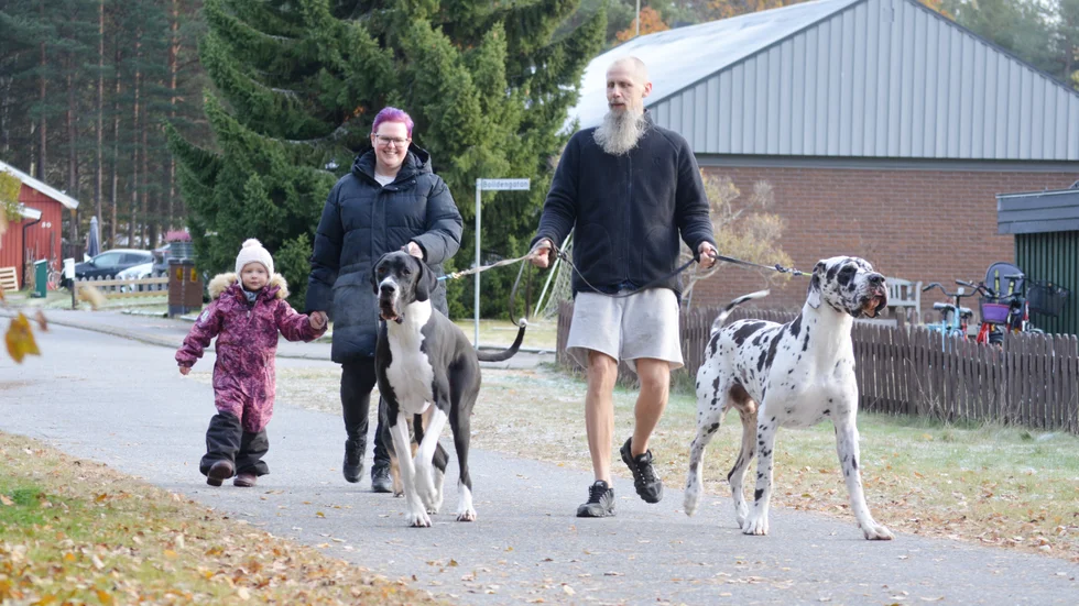 Familjen på hundpromenad i kvarteret. Från vänster: Thyra, Louise, Jens Hjort och hundarna Ragnar och Lilleman tar täten. 