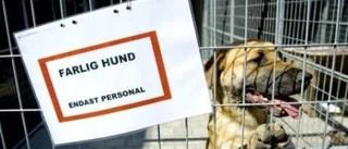 Barnen jagades av kamphundar