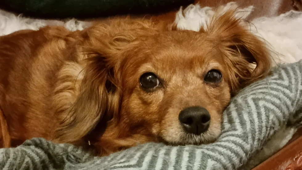 En hundägare på norra Gotland förbjuds att ha hand om hundar efter att han gett sin hund för lite mat. Hunden har enligt länsstyrelsen utsatts för lidande under minst en månad. (Hunden på bilden har inget med texten att göra.)